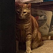 Timithy joined the competition — help win amazing prizes! cat, tabby_cat, ginger_cat, pet, indoor, carpet, mug, shelf, blanket, cushion, paw, sitting, furniture, heart, low_light, shadow, striped, portrait, cozy, curious