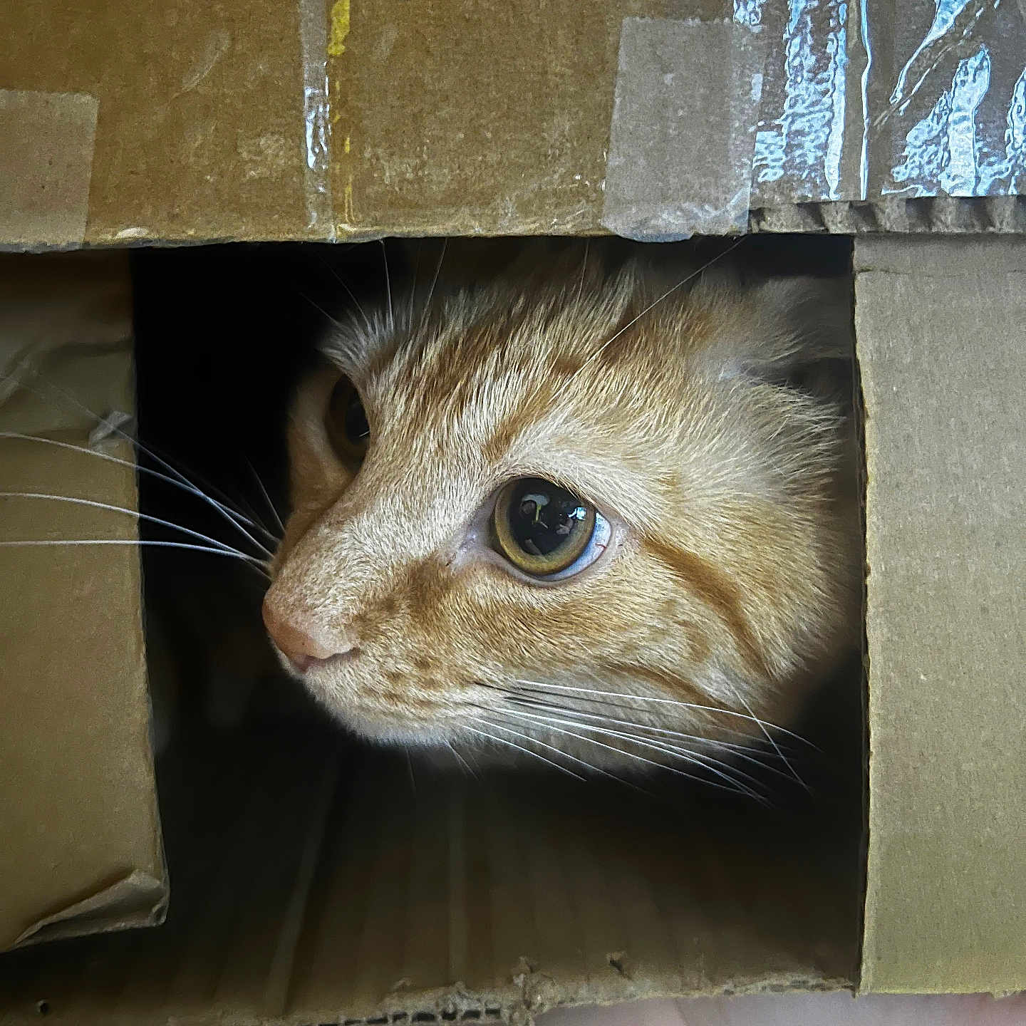 Timithy joined the competition — help win amazing prizes! box, cardboard, cardboard_box, cat, closeup, curious, cute, eyes, feline, fur, ginger_cat, hole, indoors, nose, orange_tabby, paws, peeking, pet, portrait, whiskers