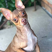 Kush is registered to the contest to win money with this photo: alert, animal, brown_fur, canine, close_up, concrete, curious, cute, dog, ears, friendly, greenery, looking, mammal, outdoor, pet, playful, portrait, small_dog, white_chest