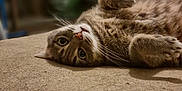 Choucroute participe au concours pour gagner de l'argent avec cette photo : cat, tabby, pet, animal, lying_down, indoor, feline, soft, beige, curious, whiskers, paws, closeup, fur, relaxed, cute, eyes, nose, domestic_cat, resting