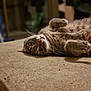 cat, tabby, pet, animal, lying_down, indoor, feline, soft, beige, curious, whiskers, paws, closeup, fur, relaxed, cute, eyes, nose, domestic_cat, resting