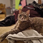 Choucroute participe au concours pour gagner de l'argent avec cette photo : cat, tabby, feline, pet, animal, indoor, couch, blanket, relaxed, fur, whiskers, paws, curious, cozy, home, living_room, stretched_out, mammal, domestic, resting