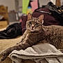 cat, tabby, feline, pet, animal, indoor, couch, blanket, relaxed, fur, whiskers, paws, curious, cozy, home, living_room, stretched_out, mammal, domestic, resting