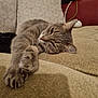 cat, tabby, gray_cat, pet, feline, relaxed, couch, furniture, indoor, close_up, paw, whiskers, sleepy, stretching, home, cozy, domestic_animal, animal, resting, cute