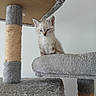 animal, blue_eyes, cat, cat_tree, cozy, curious, cute, feline, fur, gray, household, indoor, kitten, looking_down, pet, playful, resting, scratching_post, small, young