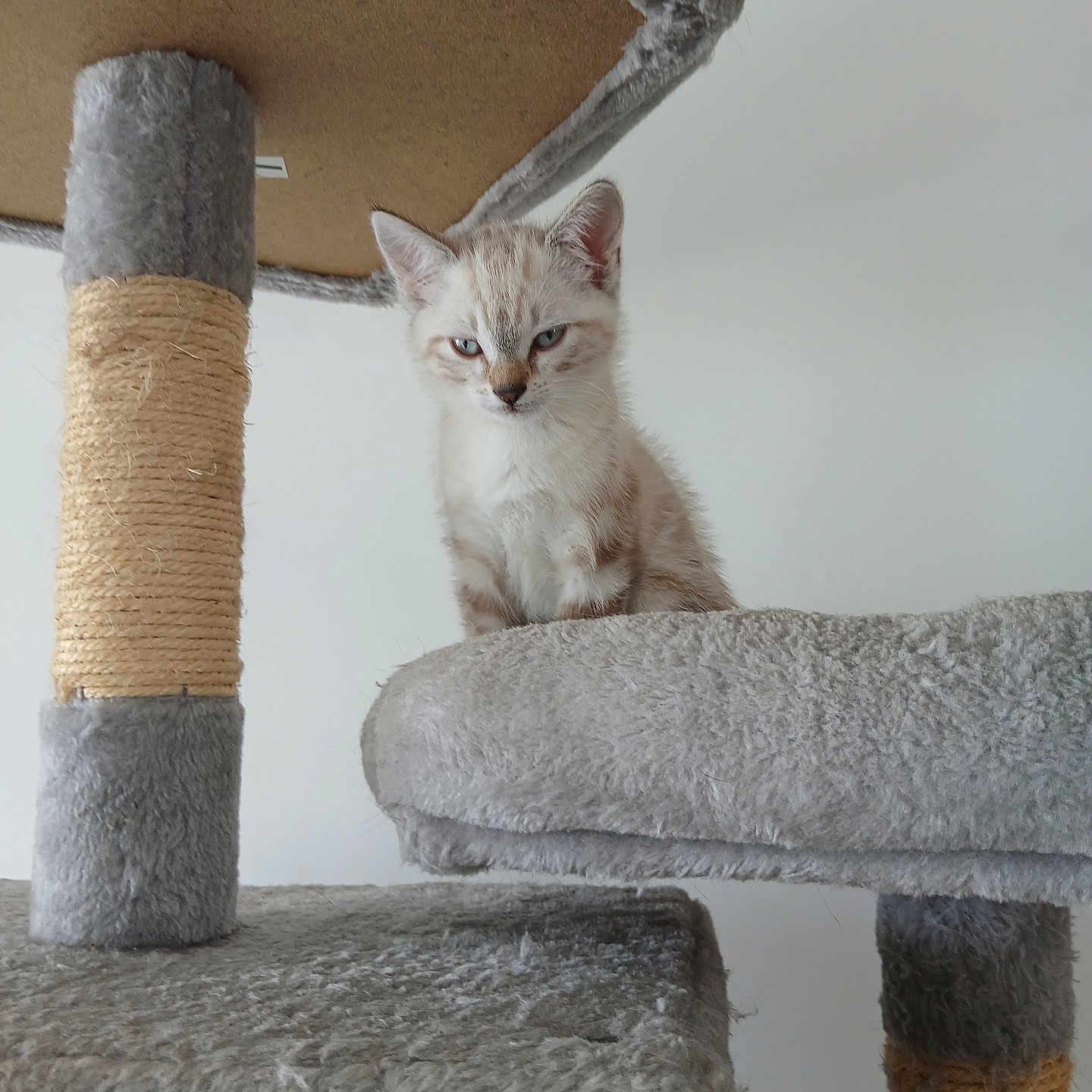 Chipilou
