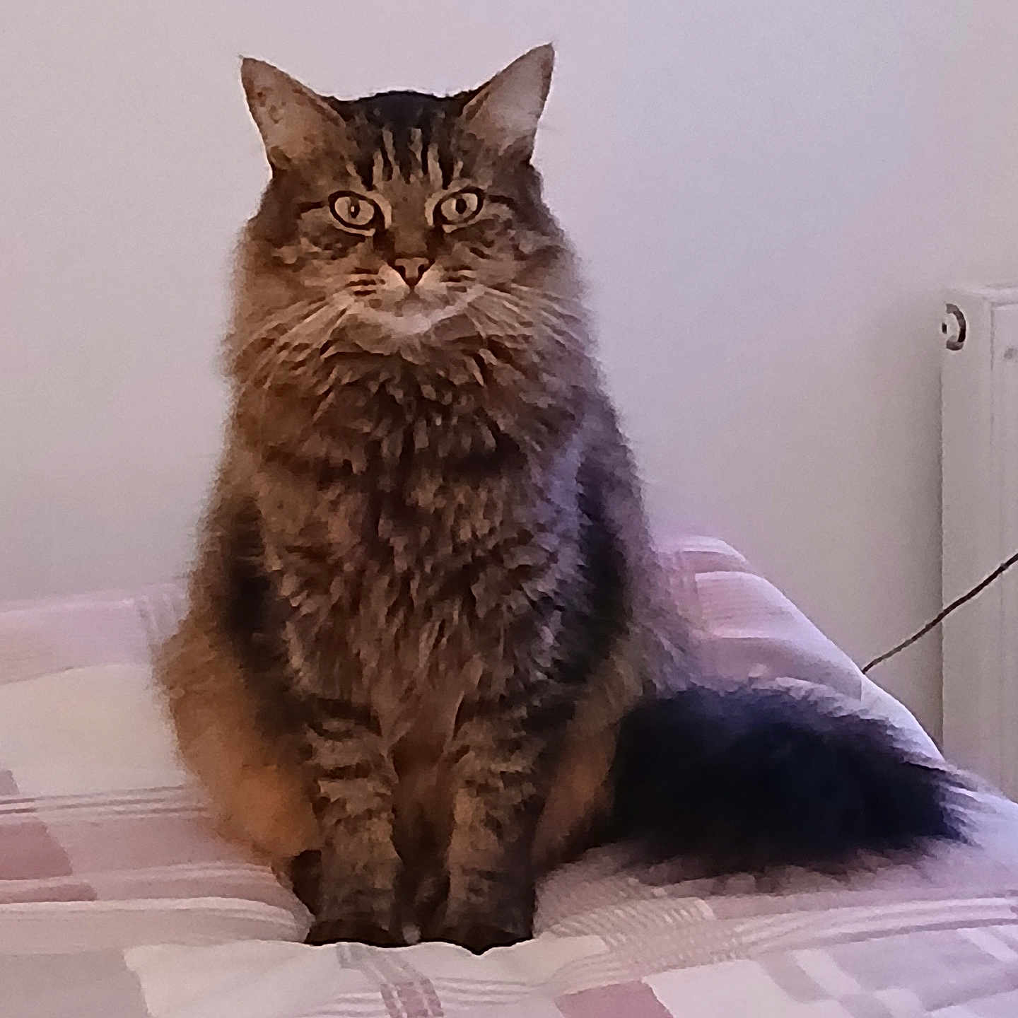 Fripon a rejoint le concours — aidez-le/la à gagner de superbes lots ! cat, tabby, fluffy, pet, indoor, bed, bedding, striped, animal, feline, cute, sitting, fur, whiskers, tail, domestic, mammal, relaxed, portrait, household