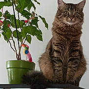 Fripon a rejoint le concours — aidez-le/la à gagner de superbes lots ! cat, tabby_cat, plant, potted_plant, green_pot, glass_cabinet, indoor, furniture, curious, fluffy_tail, decorations, animal, pet, brown_fur, striped, sitting, looking, home, interior, feline