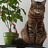 cat, tabby_cat, plant, potted_plant, green_pot, glass_cabinet, indoor, furniture, curious, fluffy_tail, decorations, animal, pet, brown_fur, striped, sitting, looking, home, interior, feline