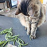 cat, curious, curtains, domestic_animal, food, fur, furniture, green_beans, household_items, indoor, kitchen_counter, paw, pet, playful, tabby_cat, table, television, whiskers, window, wooden_shelf