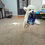 Racer is registered to the contest to win money with this photo: dog, white, jumping, indoor, carpet, toy, playful, pet, fur, leaping, living_room, blurred_background, cute, animal, small_dog, household, energetic, fun, domestic, energetic_pet