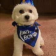 Racer joined the competition — help win amazing prizes! dog, birthday, party_hat, bandana, white_dog, carpet, cute, fluffy, pet, indoor, celebration, blue, bowtie, small_dog, animal, canine, happy, portrait, sitting, adorable