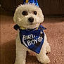 dog, birthday, party_hat, bandana, white_dog, carpet, cute, fluffy, pet, indoor, celebration, blue, bowtie, small_dog, animal, canine, happy, portrait, sitting, adorable