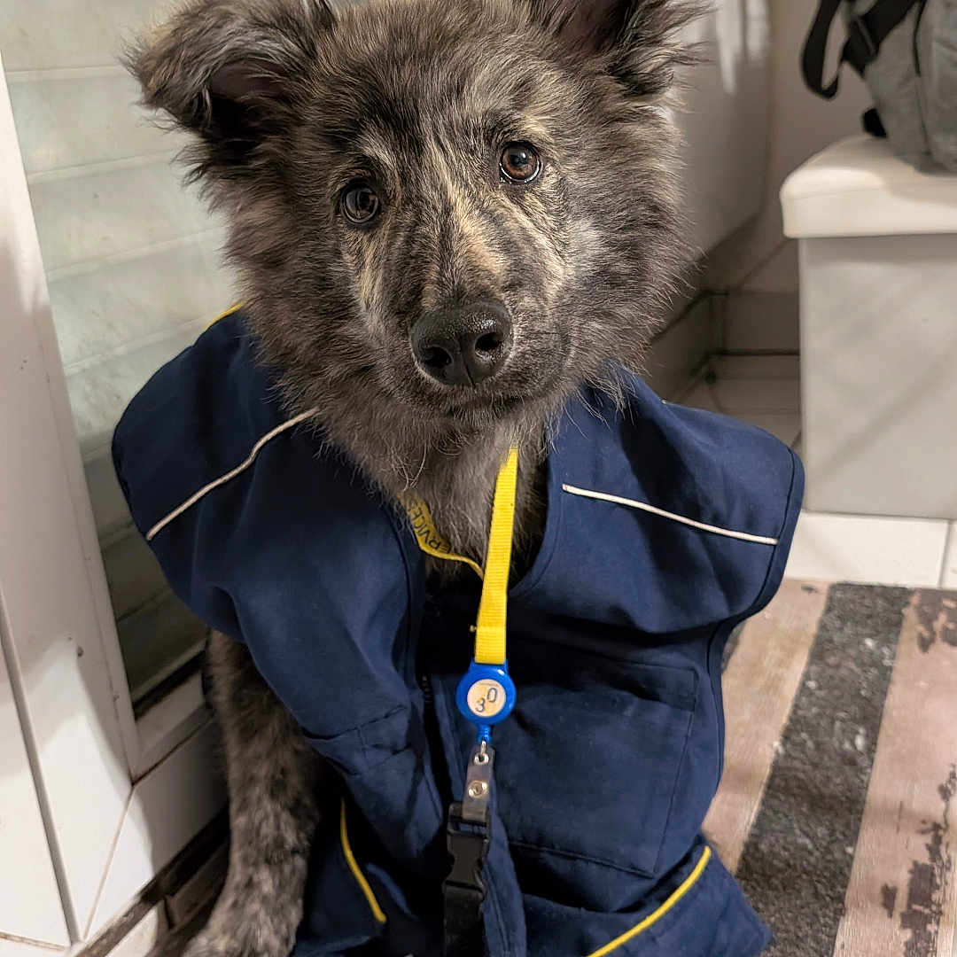 Akyò a rejoint le concours — aidez-le/la à gagner de superbes lots ! backpack, black_nose, blue_jacket, brown_fur, curious_expression, dog, ears_up, floor_tiles, fluffy, glass_door, indoor, jacket, keys, leash, pet, sitting, striped_rug, tilted_head, white_cabinet, yellow_strap