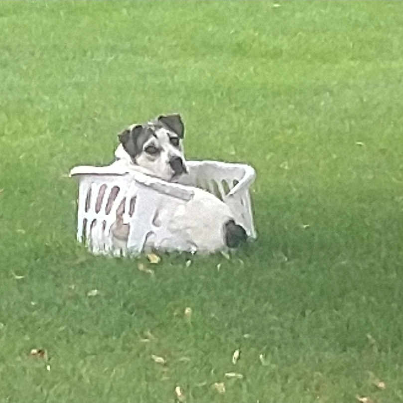 Bailey joined the competition — help win amazing prizes! animal, backyard, basket, canine, curious, cute, daylight, dog, domestic_animal, grass, green, laundry_basket, nature, outdoor, pet, relaxing, resting, small_dog, summer, white