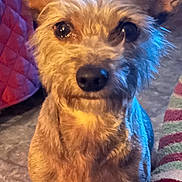 Onyx joined the competition — help win amazing prizes! dog, pet, indoor, close_up, ears, curious, blanket, floor, tile, animal, fur, companion, cute, domestic, mammal, snout, portrait, looking, brown, small