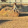 animal, brown, chain_link_fence, daytime, dog, fence, grass, ground, nature, outdoor, pet, relaxed, rock, shadow, sitting, sunlight, tongue_out, tree, white, yard