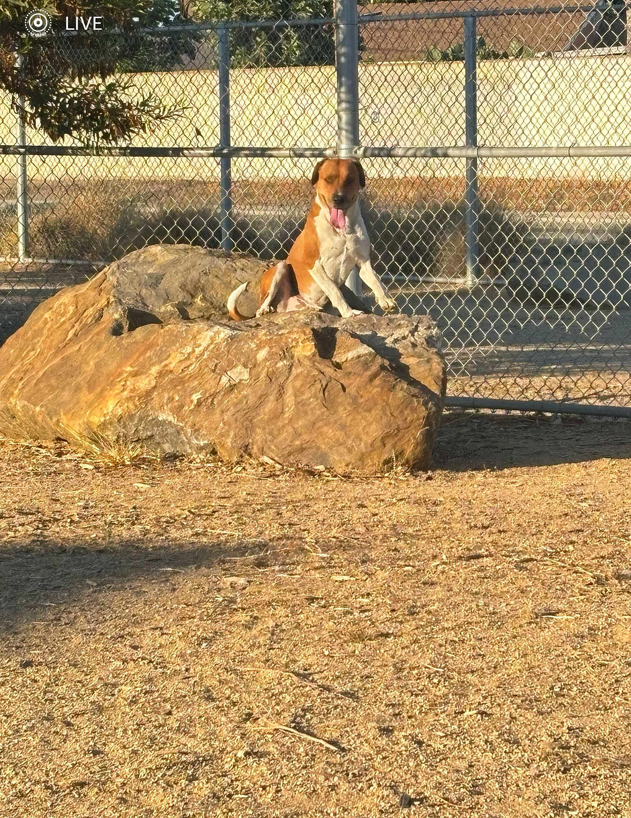 Boyd Juarez Sanchez is registered to the contest to win money with this photo: animal, brown, chain_link_fence, daytime, dog, fence, grass, ground, nature, outdoor, pet, relaxed, rock, shadow, sitting, sunlight, tongue_out, tree, white, yard