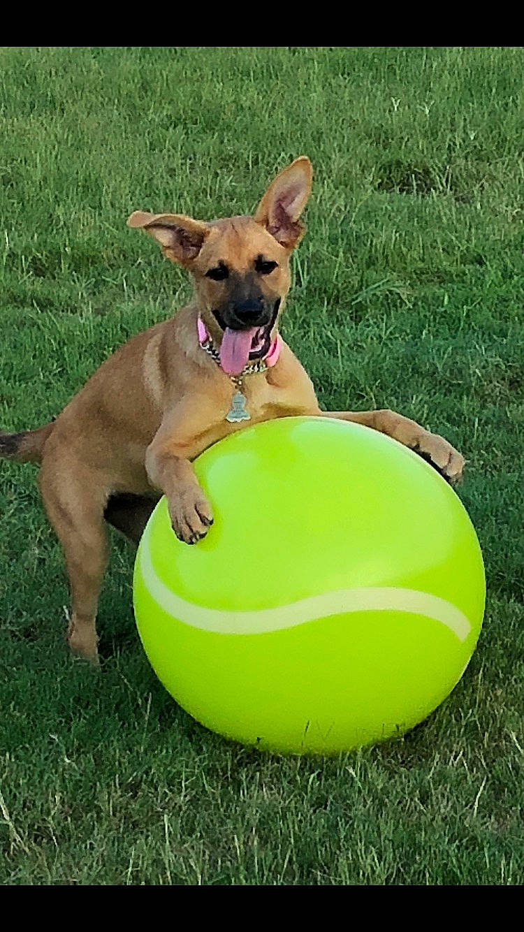 Honeybear is registered to the contest to win money with this photo: ball, canidae, carnivore, chihuahua, companion_dog, dog, dog_breed, dog_toy, fawn, grass, play, puppy, sports_equipment, treibball, vehicle, yellow
