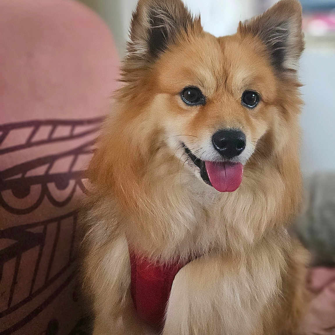 Charly a rejoint le concours — aidez-le/la à gagner de superbes lots ! dog, canine, pet, fluffy, golden, sitting, tongue_out, happy, indoor, couch, furniture, fur, ears, animal, companion, domestic, portrait, friendly, household, cute