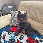 Ulysse a rejoint le concours — aidez-le/la à gagner de superbes lots ! animal, architecture, building, canine, cat, chair, couch, cushion, dog, furniture, homedecor, indoors, interiordesign, kitten, livingroom, pet, pillow, puppy, room, toy