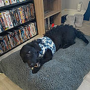 Hector a rejoint le concours — aidez-le/la à gagner de superbes lots ! dog, black_dog, lying_down, chewing, bone, blue_vest, camouflage, rug, gray_rug, dvd_shelf, dvds, bookshelf, slippers, floor, indoor, pet, furniture, wooden_floor, cozy, home