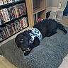 dog, black_dog, lying_down, chewing, bone, blue_vest, camouflage, rug, gray_rug, dvd_shelf, dvds, bookshelf, slippers, floor, indoor, pet, furniture, wooden_floor, cozy, home
