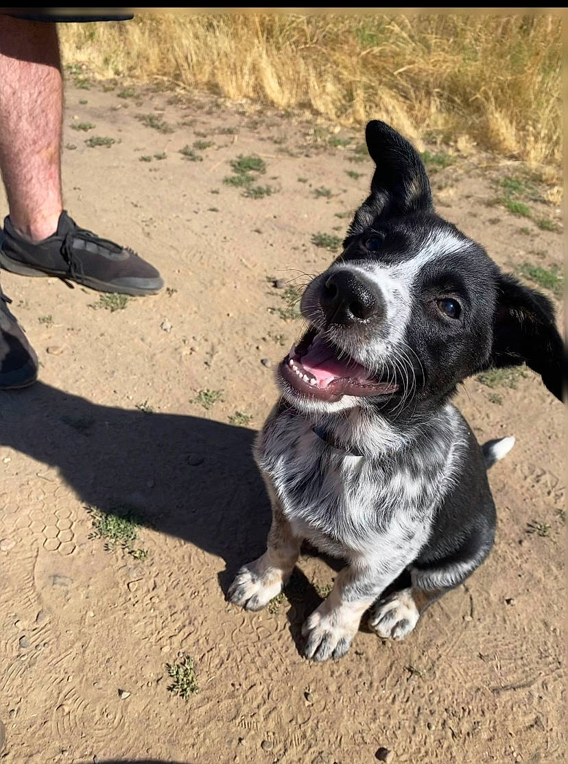 Bennett joined the competition — help win amazing prizes! adventure, australian_cattle_dog, border_collie, canidae, carnivore, dog, dog_breed, herding_dog, mammal, mcnab, snout, sporting_group, street_dog, texas_heeler, vertebrate, working_dog