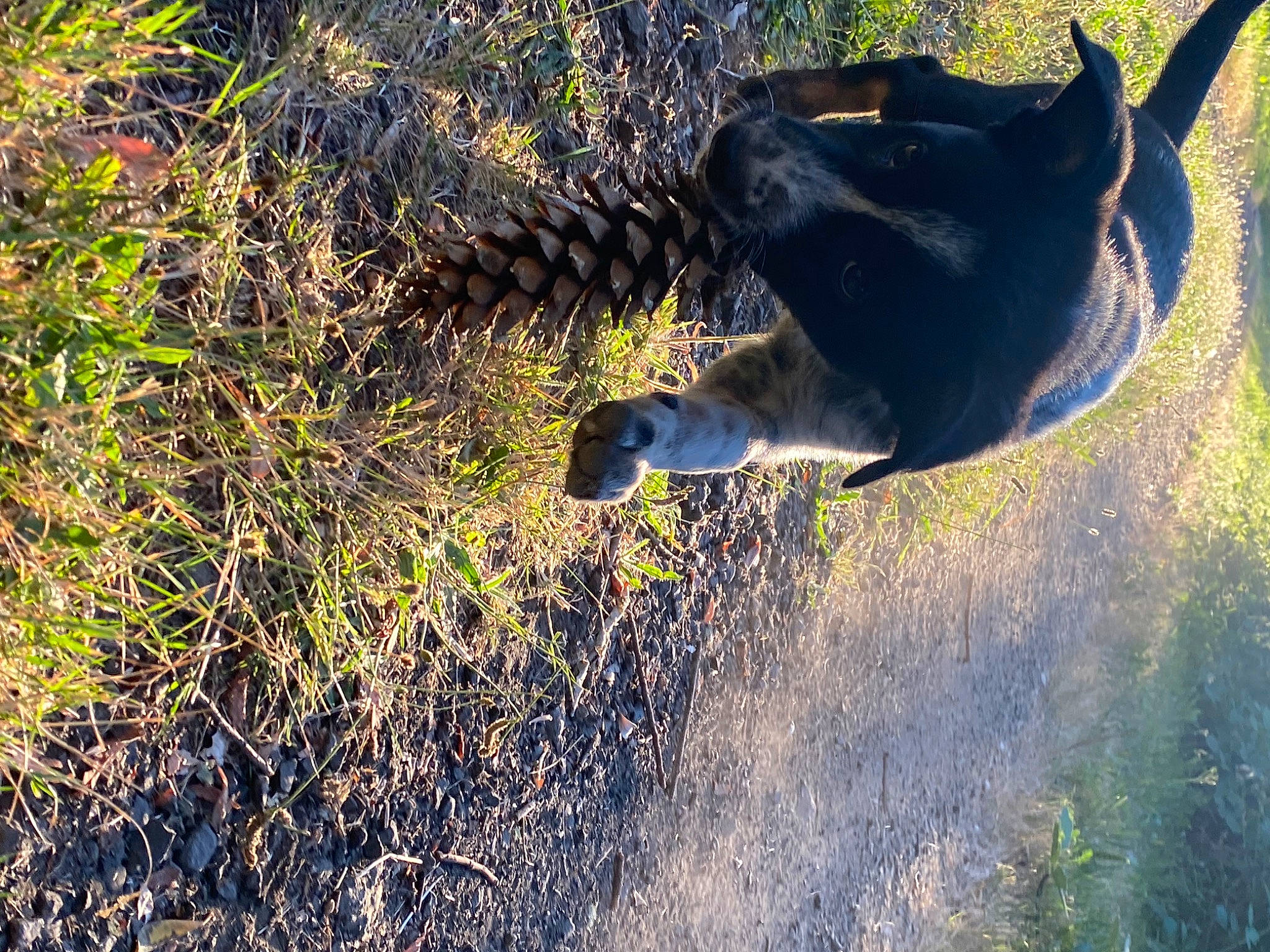 Bennett is registered to the contest to win money with this photo: canidae, carnivore, felidae, grass, hunting_dog, labrador_retriever, pointer, pointing_breed, sporting_group, tail, tree, wildlife