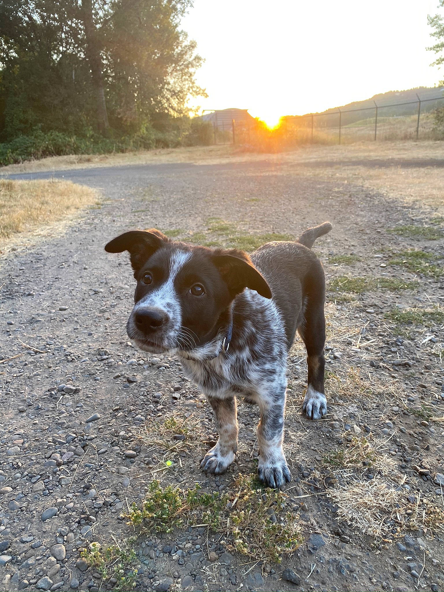 Bennett is registered to the contest to win money with this photo: braque_francais, canidae, carnivore, dog, dog_breed, fawn, german_shorthaired_pointer, grass, hunting_dog, mammal, pachon_navarro, pointer, pointing_breed, sporting_group, vertebrate