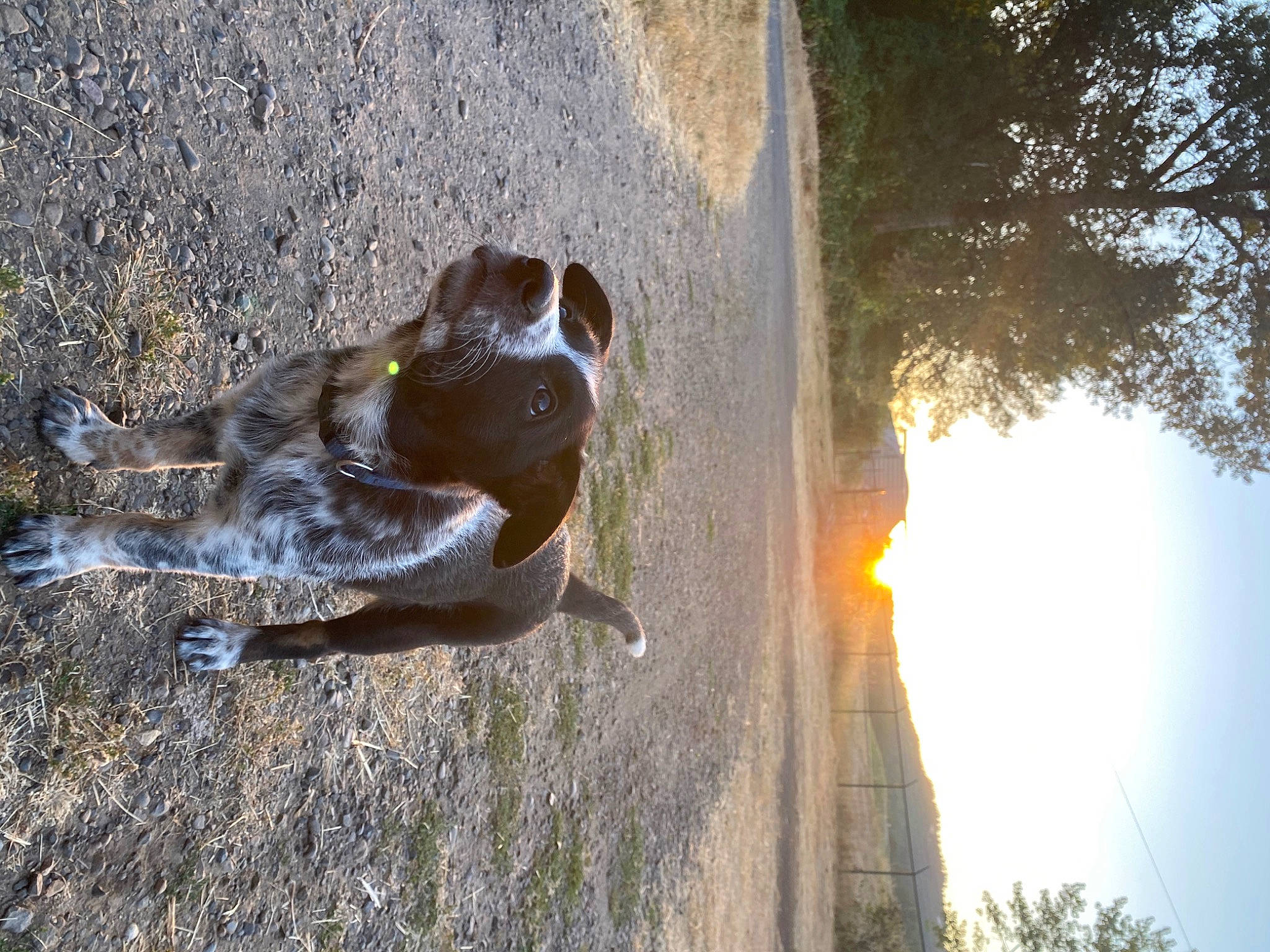 Bennett joined the competition — help win amazing prizes! rock, sporting_group, sunlight, tree