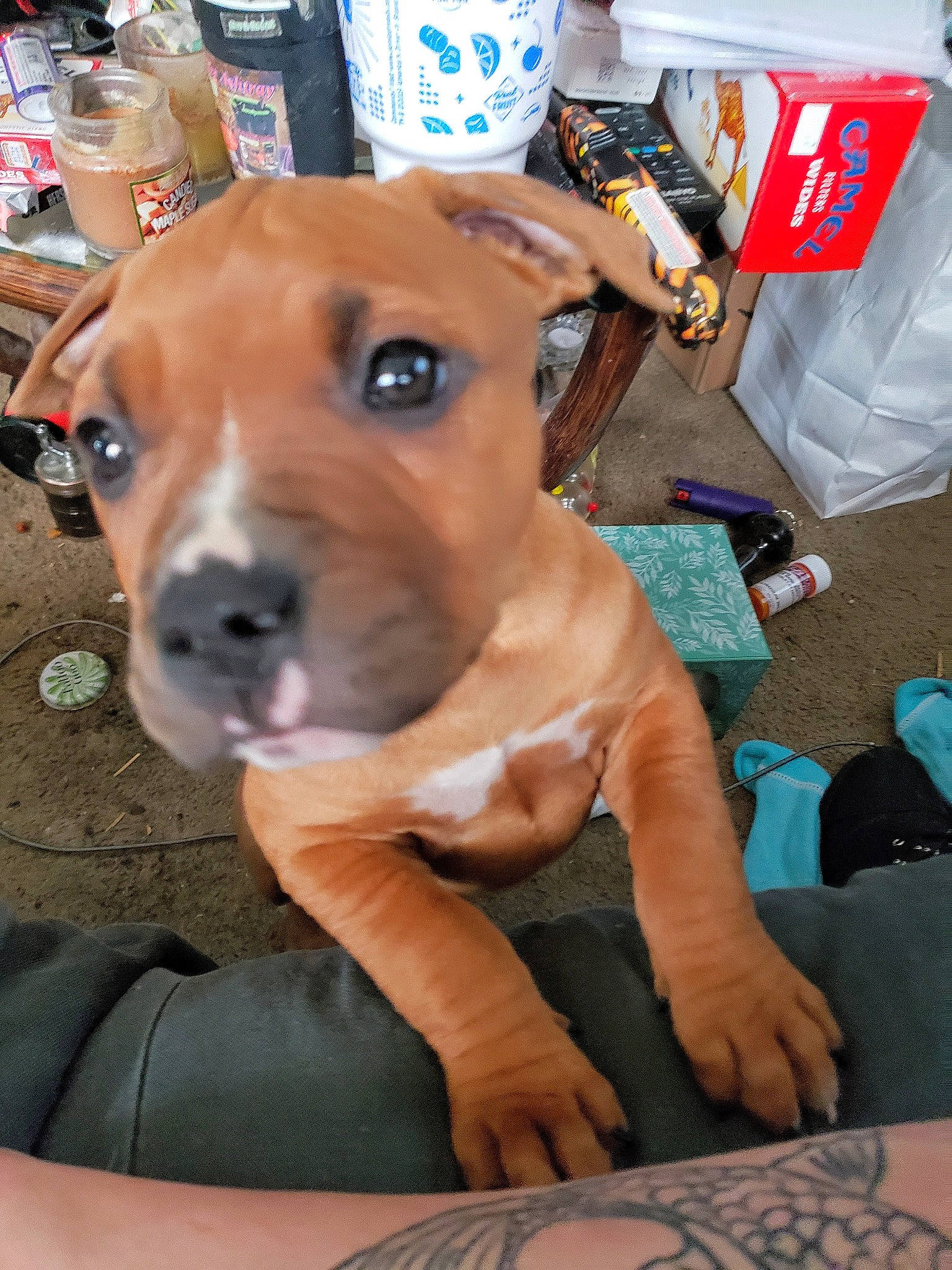 Mateo joined the competition — help win amazing prizes! canidae, chair, collar, companion_dog, dog, dog_breed, dog_collar, dog_supply, fawn, fur, non_sporting_group, pet_supply, sporting_group, whiskers, working_animal, working_dog