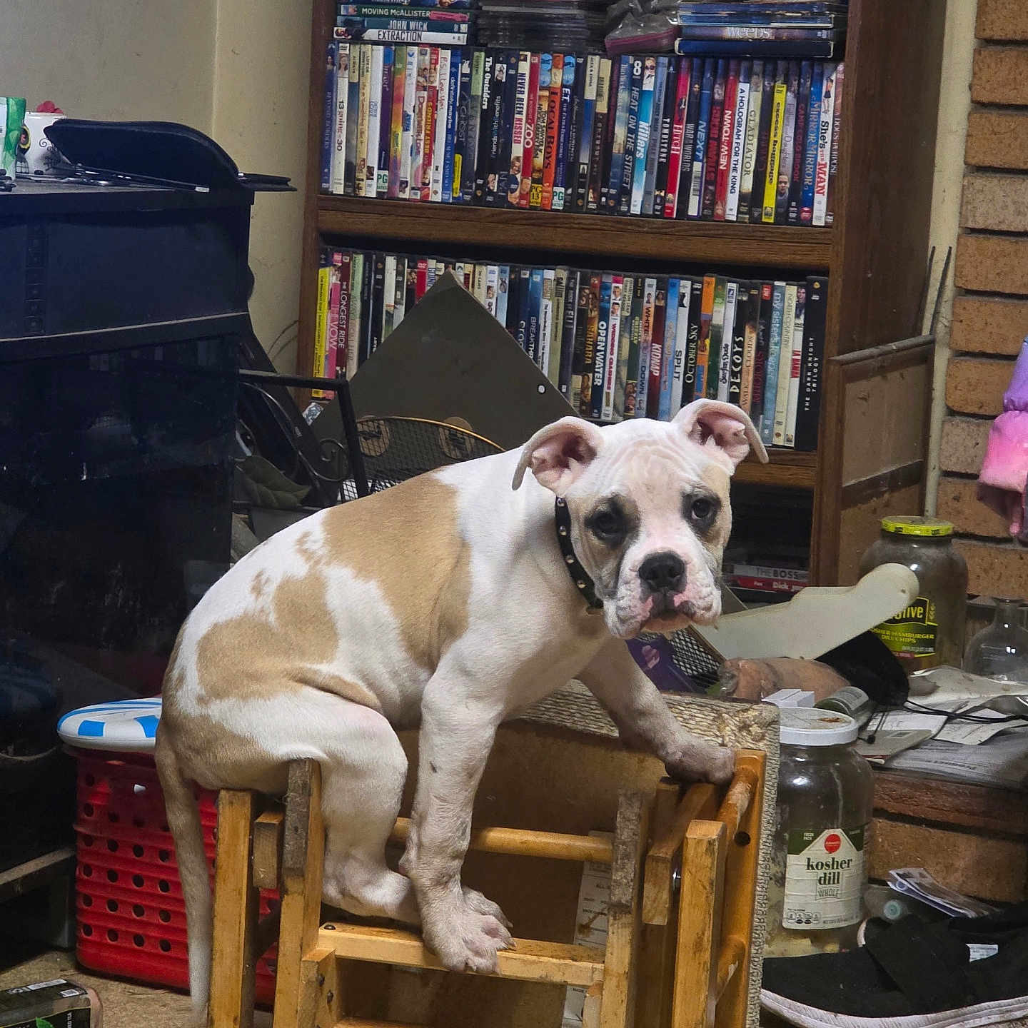 Bro is registered to the contest to win money with this photo: animal, architecture, book, bookcase, building, canine, clothing, dog, footwear, furniture, indoors, interiordesign, library, livingroom, pet, publication, room, shelf, shoe, wood