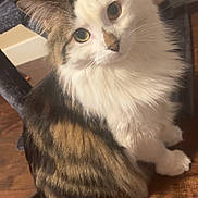 Jellybean is registered to the contest to win money with this photo: cat, fluffy, tabby, white, fur, sitting, floor, wooden_floor, cat_tree, pet, indoor, curious, animal, whiskers, ears, tail, domestic_cat, cute, looking_up, feline