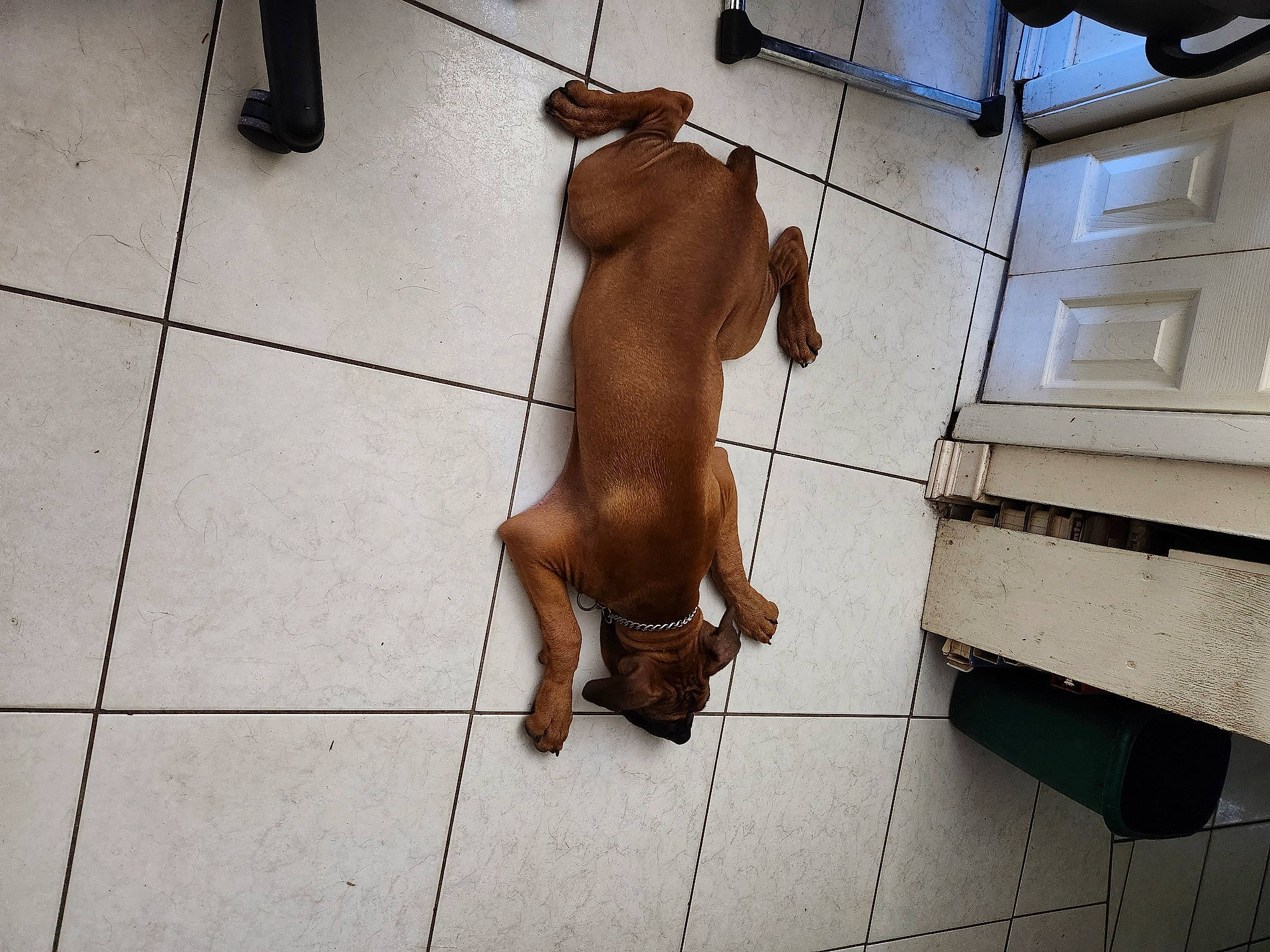 Samson joined the competition — help win amazing prizes! canidae, companion_dog, dog_breed, fawn, floor, flooring, foot, human_leg, knee, liver, pet_supply, shadow, snout, sporting_group, tail, thigh, tile, window, wood, working_animal