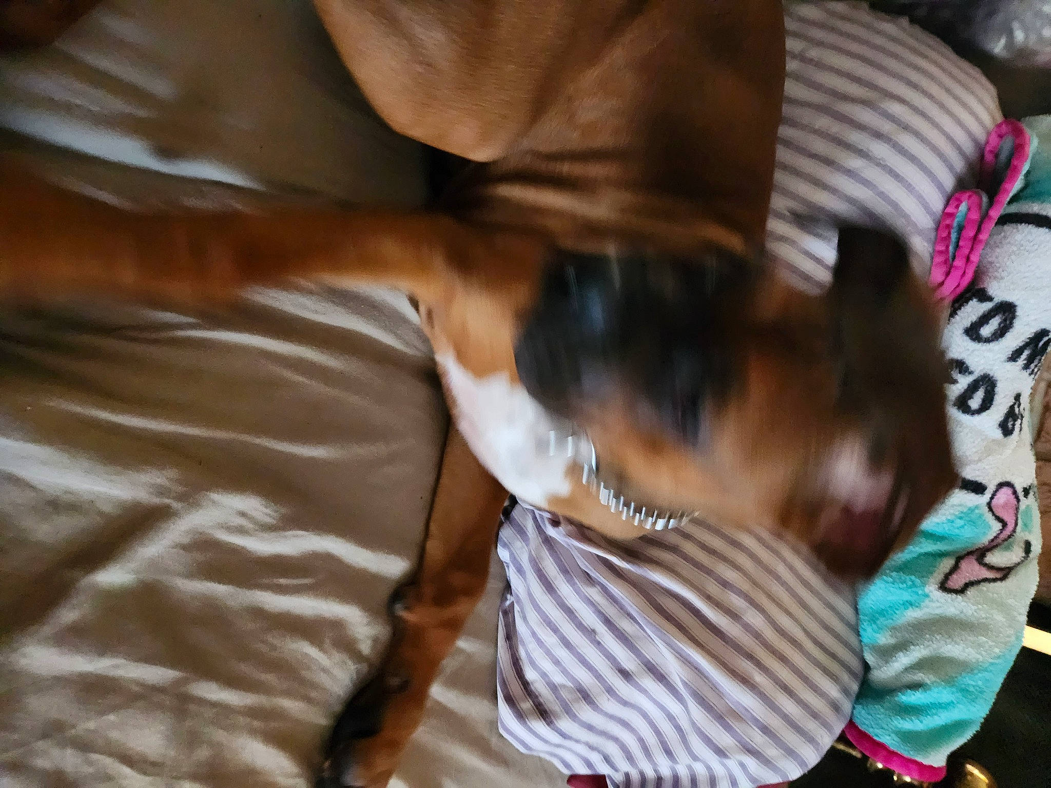 Samson joined the competition — help win amazing prizes! canidae, carnivore, comfort, companion_dog, dog, dog_breed, dog_supply, elbow, fawn, felidae, fur, human_leg, knee, linens, nap, small_to_medium_sized_cats, sporting_group, tail, thigh, toy_dog