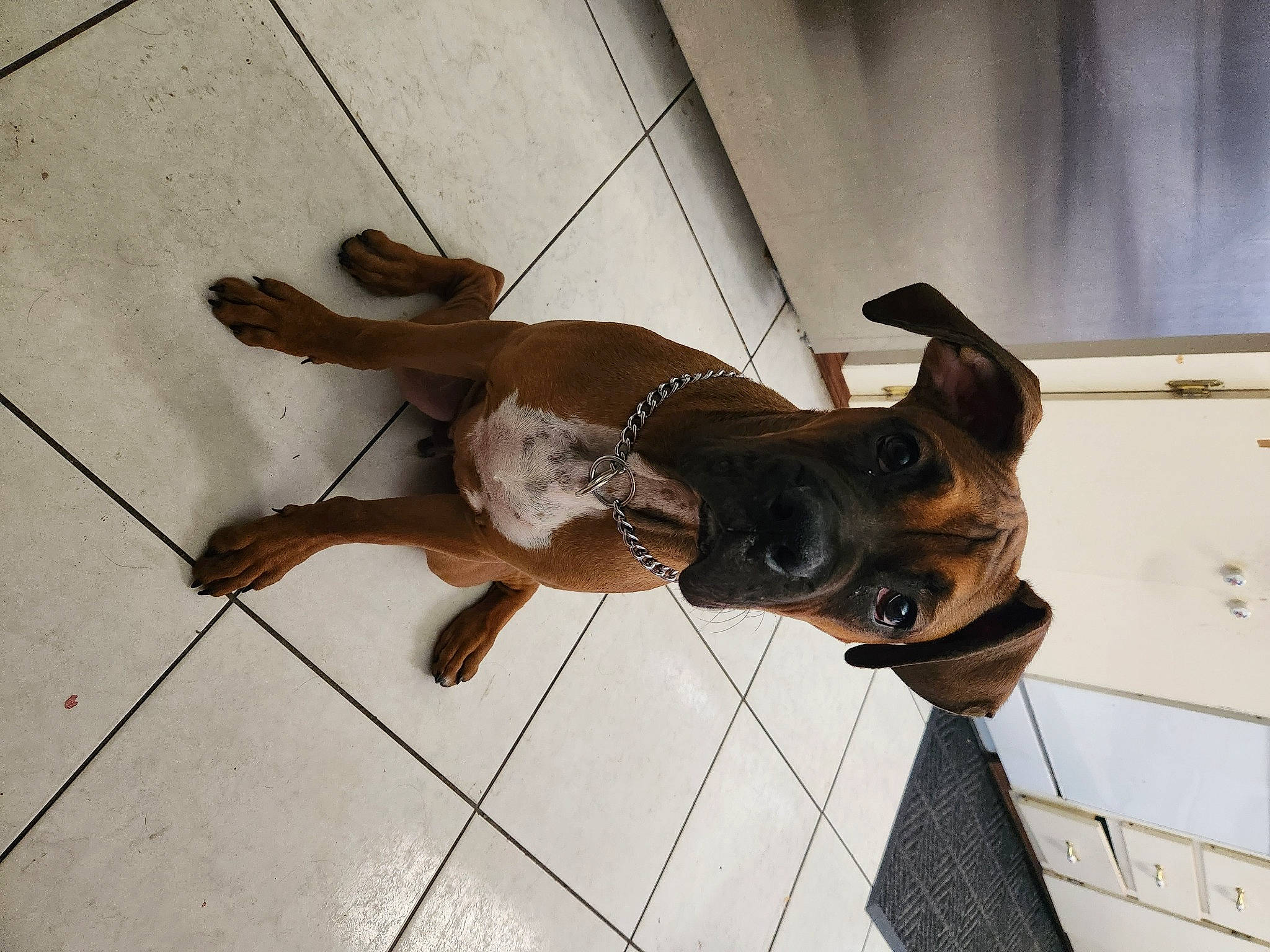 Samson joined the competition — help win amazing prizes! carnivore, collar, companion_dog, dog, dog_breed, dog_collar, eyewear, fawn, floor, flooring, guard_dog, hardwood, leash, liver, pet_supply, snout, tail, toy_dog, wood, working_animal