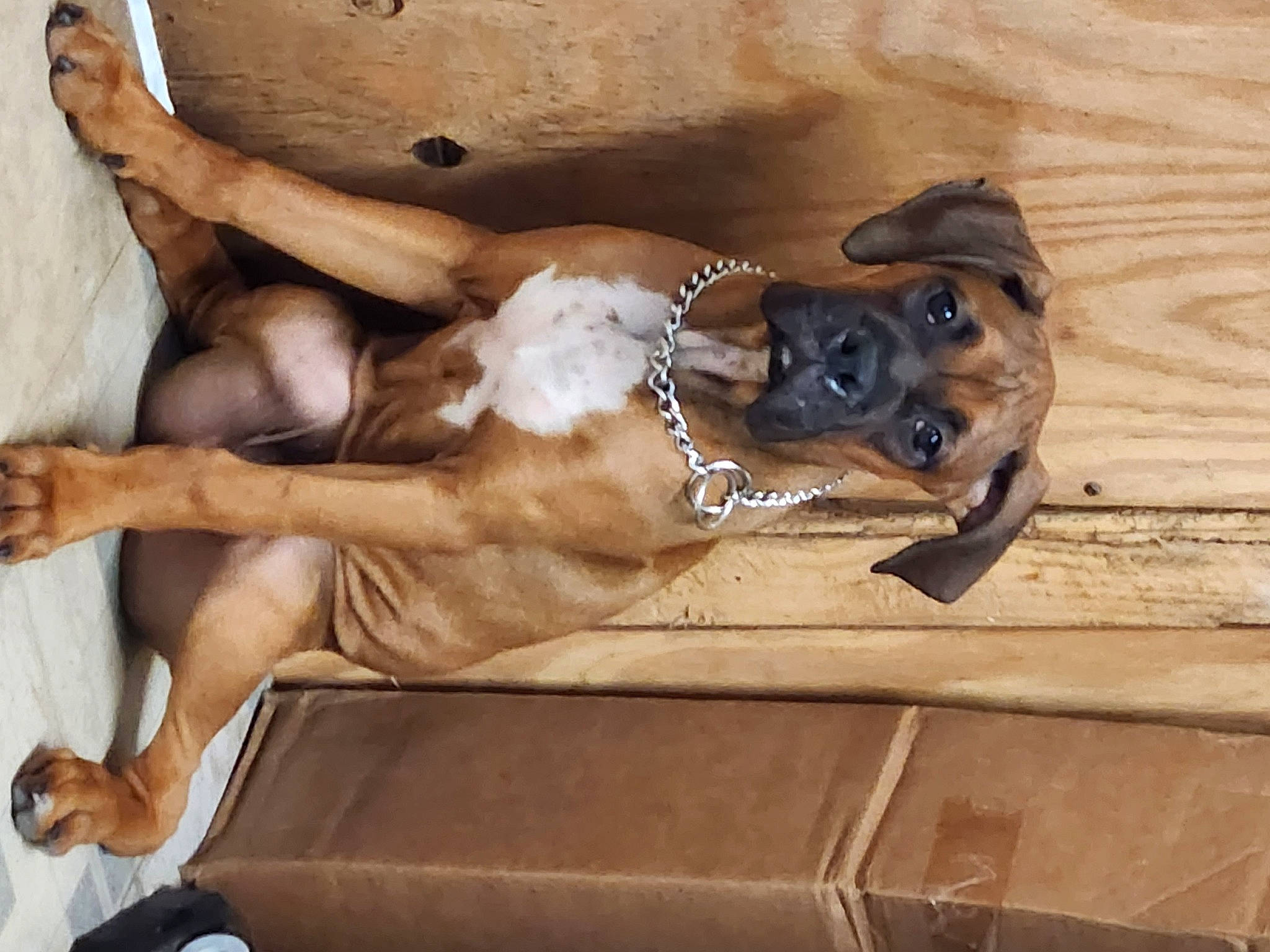 Samson joined the competition — help win amazing prizes! barechested, canidae, carnivore, collar, comfort, companion_dog, dog, dog_breed, dog_collar, fawn, guard_dog, human_leg, paw, pet_supply, shipping_box, snout, sporting_group, thigh, wood, working_animal