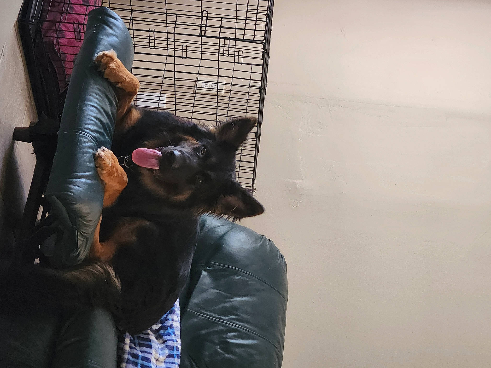 Mufasa is registered to the contest to win money with this photo: backpack, bag, black_hair, comfort, companion_dog, darkness, eyewear, felidae, fun, fur, gesture, human_leg, leather, luggage_and_bags, magenta, room, sitting, sunglasses