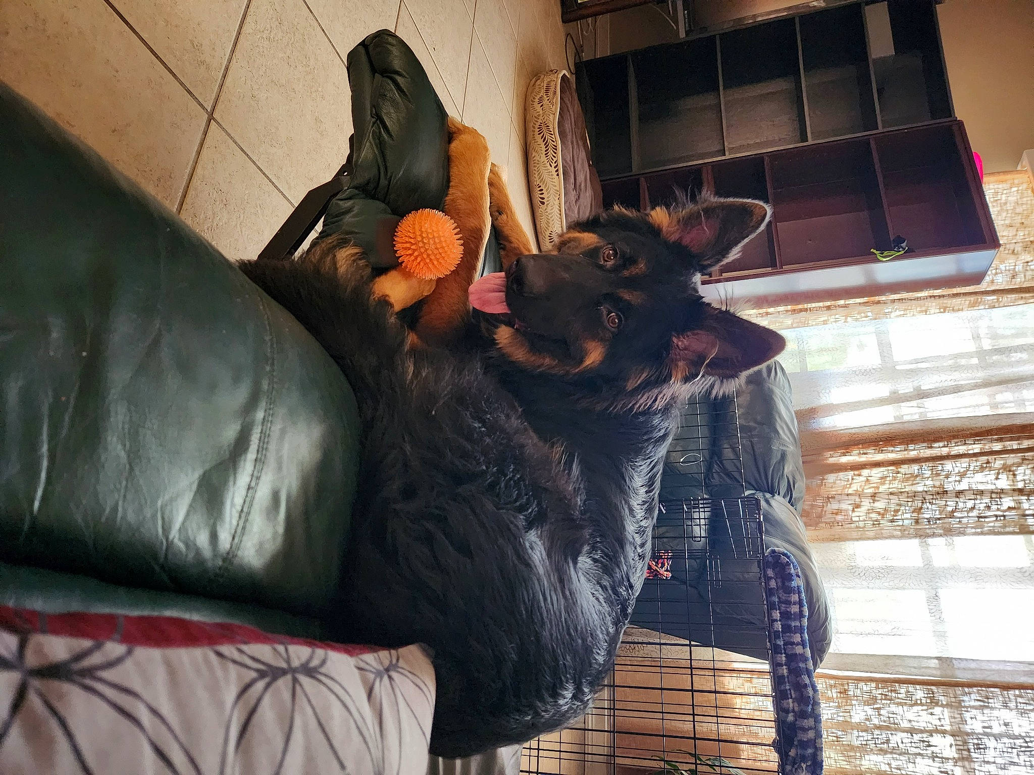 Mufasa joined the competition — help win amazing prizes! comfort, companion_dog, couch, felidae, fictional_character, flooring, fur, guard_dog, human_leg, interior_design, living_room, metal, room, small_to_medium_sized_cats, studio_couch, tail, textile, tree, whiskers, wood