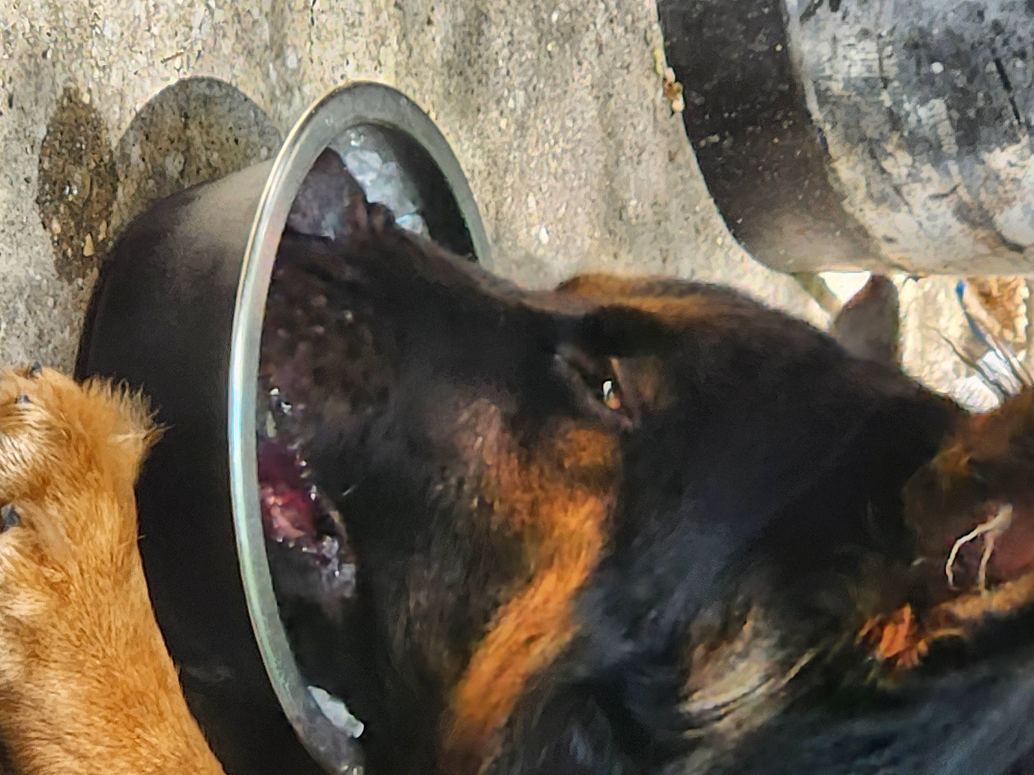 Mufasa is registered to the contest to win money with this photo: art, bear, canidae, carnivore, collar, dobermann, dog, dog_breed, fawn, fur, guard_dog, rottweiler, snout, sporting_group, terrestrial_animal, whiskers, wildlife, wood, working_animal, working_dog