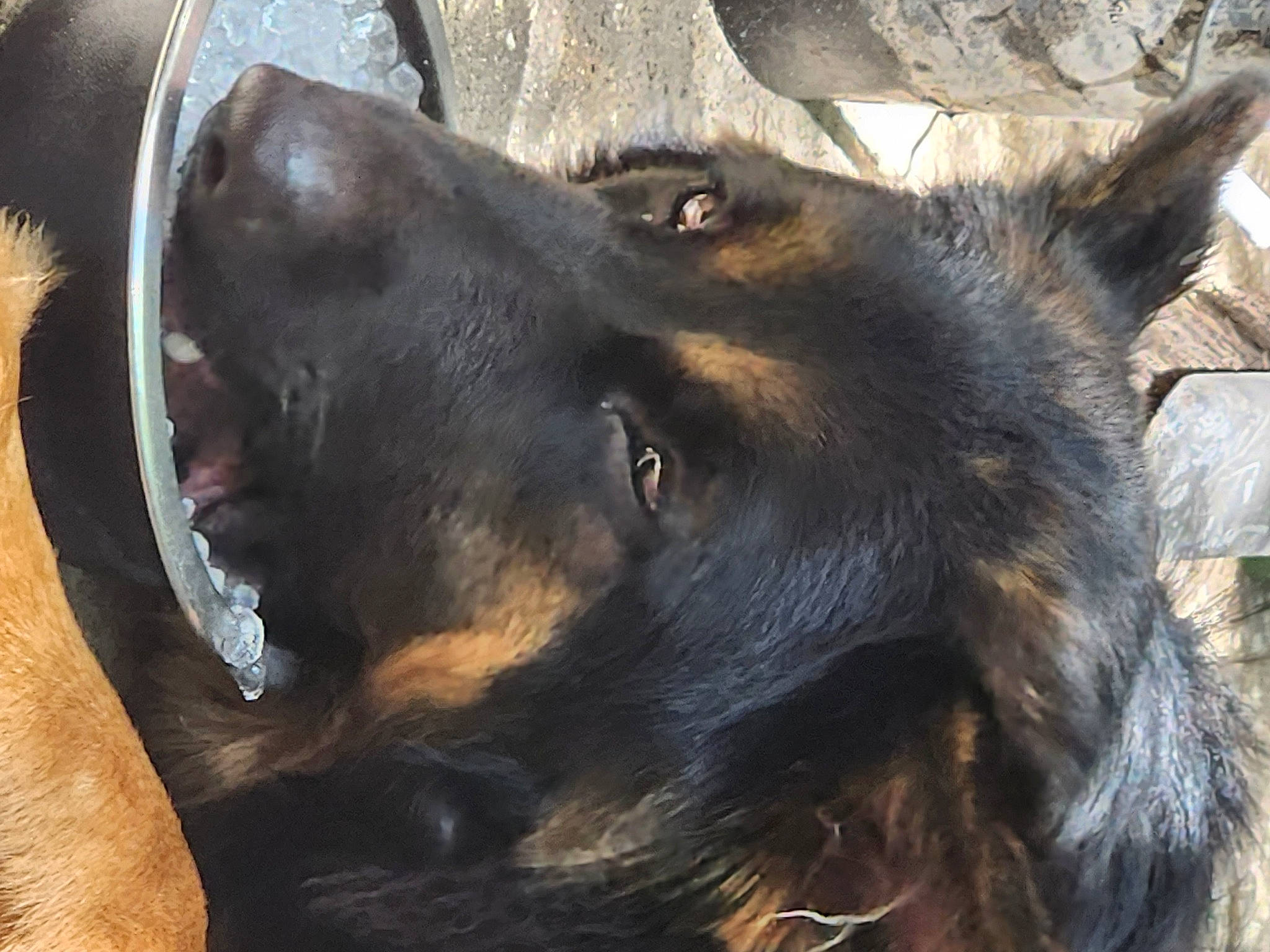 Mufasa is registered to the contest to win money with this photo: canidae, carnivore, companion_dog, dog, dog_breed, ear, fur, guard_dog, herding_dog, sporting_group, terrestrial_animal, whiskers, working_animal, working_dog