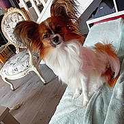 Végas a rejoint le concours — aidez-le/la à gagner de superbes lots ! animal, blanket, brown, chair, cozy, cute, dog, ears, floor, fur, furniture, home, indoor, living_room, papillon, pet, portrait, sitting, small_dog, white