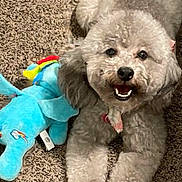 Trixie joined the competition — help win amazing prizes! dog, toy, plush_toy, carpet, indoor, pet, cute, happy, smiling, animal, fur, playful, relaxed, small_dog, curly_fur, brown_carpet, canine, front_paws, lying_down, domestic