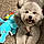 Trixie