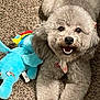 dog, toy, plush_toy, carpet, indoor, pet, cute, happy, smiling, animal, fur, playful, relaxed, small_dog, curly_fur, brown_carpet, canine, front_paws, lying_down, domestic