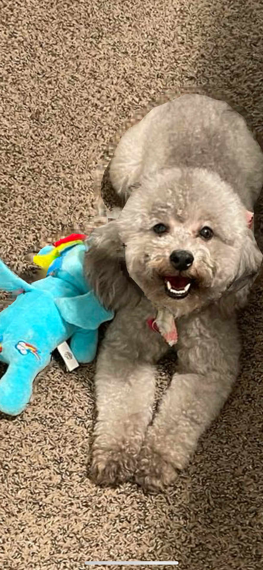 Trixie joined the competition — help win amazing prizes! dog, toy, plush_toy, carpet, indoor, pet, cute, happy, smiling, animal, fur, playful, relaxed, small_dog, curly_fur, brown_carpet, canine, front_paws, lying_down, domestic