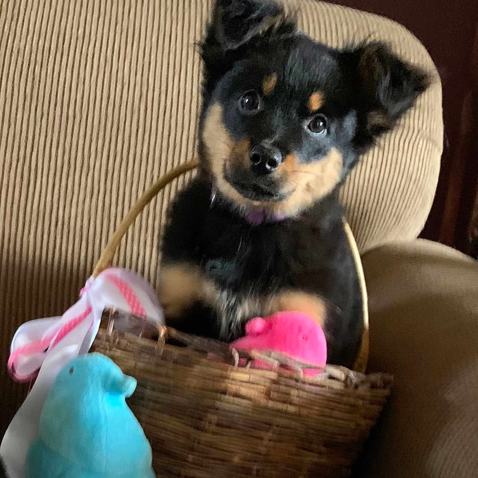 Pigeon joined the competition — help win amazing prizes! animal, ball, basket, canine, chair, couch, cream, cushion, dessert, dog, furniture, homedecor, husky, pet, puppy, sport, tennis, tennisball, terrier, toy