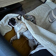 Barney Dany participe au concours pour gagner de l'argent avec cette photo : blanket, blanket_cover, canine, comfort, couch, dog, domestic, french_bulldog, fur, furniture, household, indoor, living_room, pet_hair, pillow, relaxing, remote_control, resting, table, wooden_floor