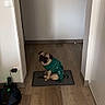 Barney Dany participe au concours pour gagner de l'argent avec cette photo : animal, calm, companion, cute, dog, domestic, doorway, flooring, hallway, home, indoor, mat, pet, pet_clothing, pug, resting, small_dog, sweater, wall, wooden_floor